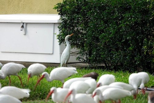 Bubulcus ibis image