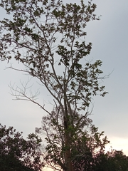 Cordia alliodora