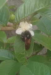 Xylocopa