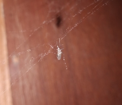 Stegomyia
