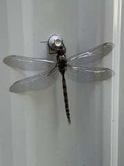 Aeshna canadensis