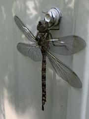 Aeshna canadensis