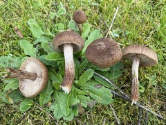 Inocybe flocculosa