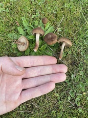 Inocybe flocculosa