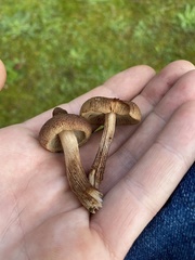 Inocybe flocculosa