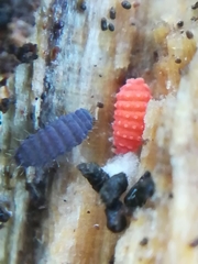 Bilobella braunerae