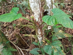 Philodendron ernestii