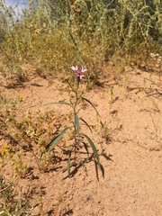 Palafoxia sphacelata