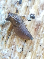 Arion intermedius