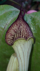 Aristolochia chamissonis