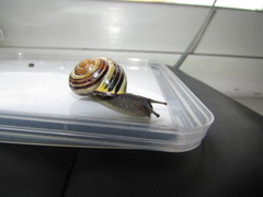 Cepaea nemoralis