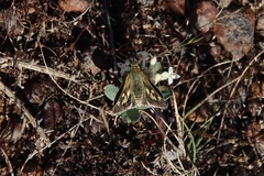 Trapezites lutea