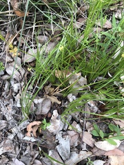 Pterostylis turfosa
