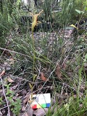 Pterostylis turfosa