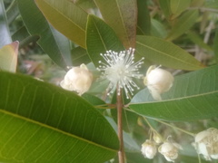 Eugenia pyriformis