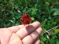 Calochortus marcellae