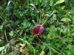 Calochortus marcellae