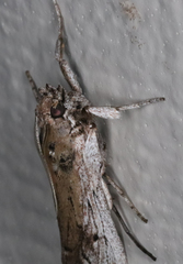 Melitara subumbrella