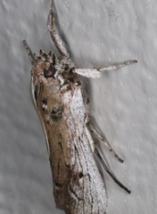 Melitara subumbrella