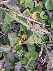 Calyptocarpus vialis