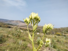 Psacalium platylepis