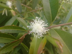 Eugenia pyriformis