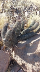 Haageocereus platinospinus