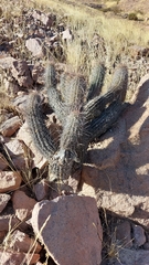 Haageocereus platinospinus