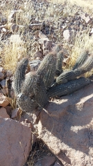 Haageocereus platinospinus