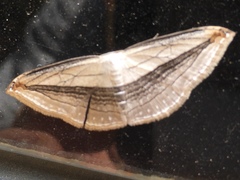 Arcobara tergeminaria