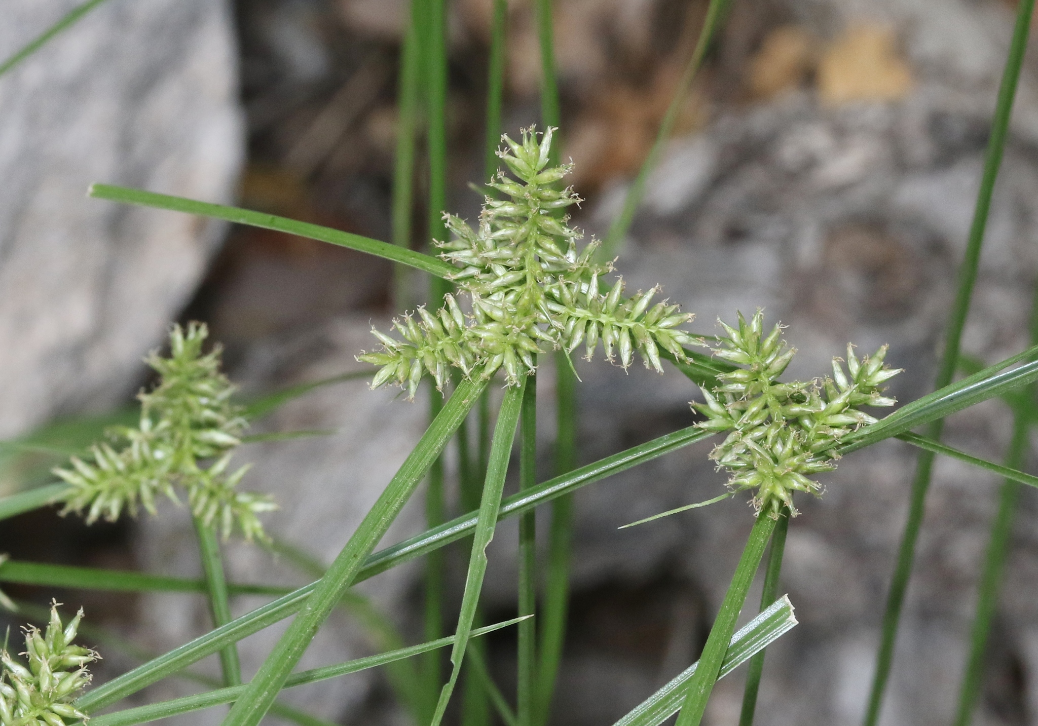 Cyperus pallidicolor