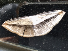 Arcobara tergeminaria