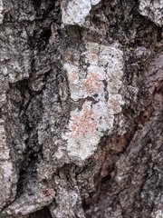 Haematomma flexuosum