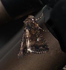 Condica albigera