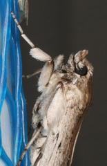 Melitara subumbrella