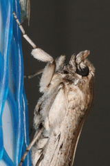 Melitara subumbrella