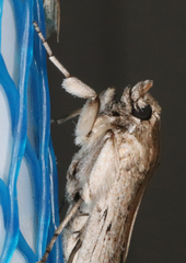 Melitara subumbrella