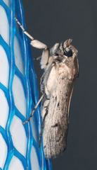 Melitara subumbrella