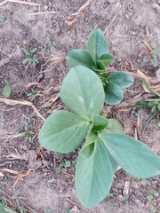 Vicia faba