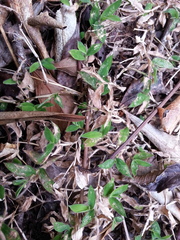 Cyrtococcum deltoideum