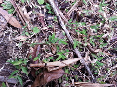 Cyrtococcum deltoideum