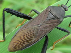 Cloresmini
