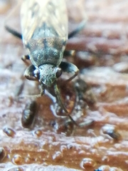 Heterogaster urticae