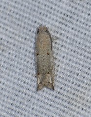 Epiblema separationis