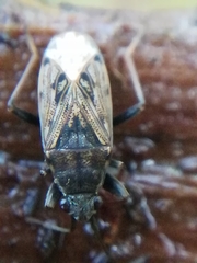 Heterogaster urticae