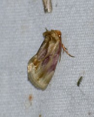 Chamaeclea basiochrea