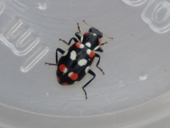 Eriopis connexa