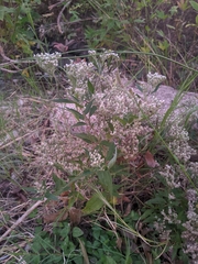 Eupatorium serotinum