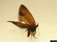 Delexocha ochrocausta