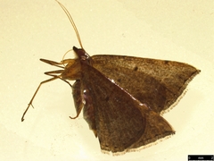 Taxeotis reserata